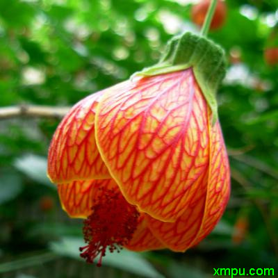 金铃花1