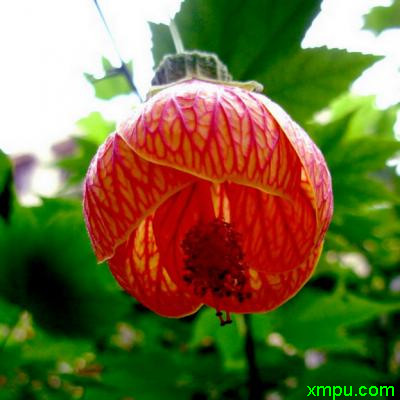 金铃花2