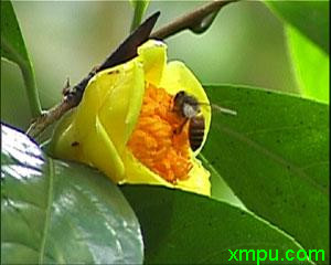 金花茶3