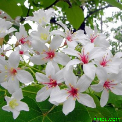 油桐花
