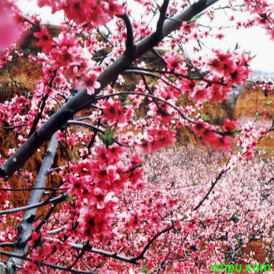 桃花3