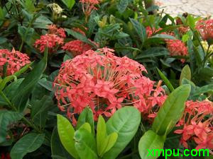 龙船花1