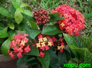 龙船花4