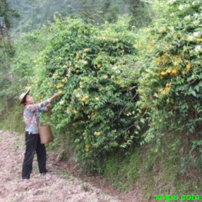 金银花 采摘 种植