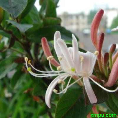金银花 的花