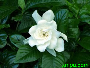 山茶白花