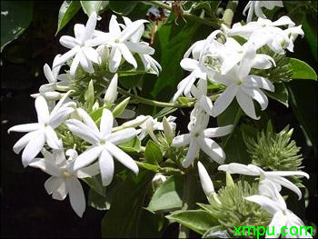 毛茉莉 白色