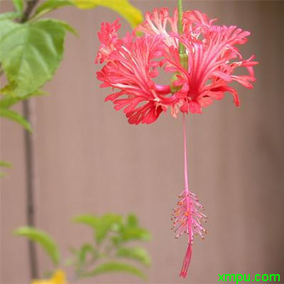 扶桑花