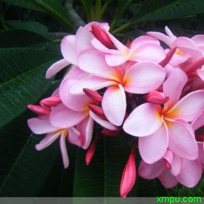 鸡蛋花 粉红