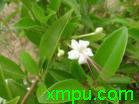 赪桐白花