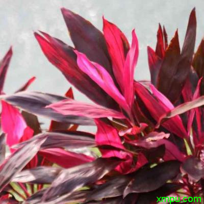 三色朱蕉2