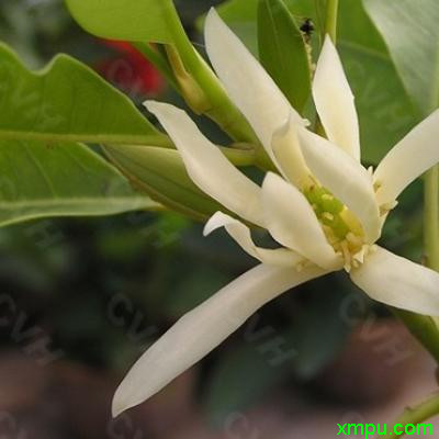 白兰花_漂亮