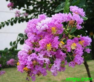 紫薇花