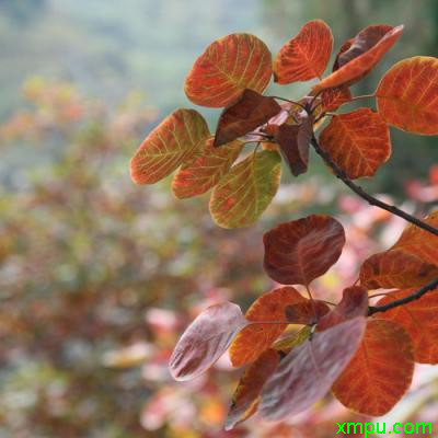 黄栌2