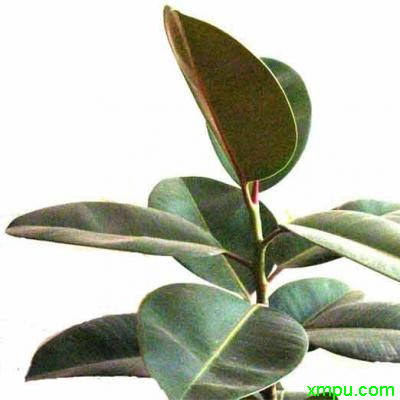 橡皮树