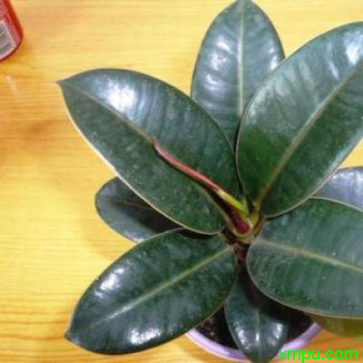 橡皮树1