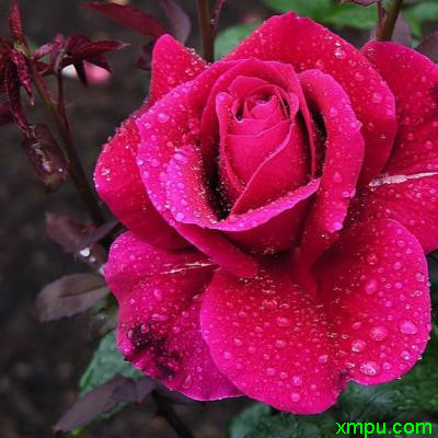 wei_花卉 wei_花卉