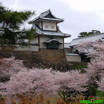 日本樱花