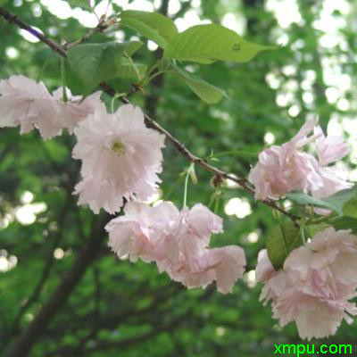樱花1