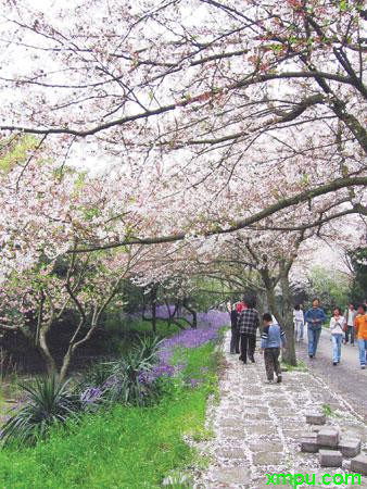 樱花 公园
