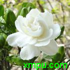 栀子花白花