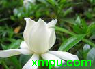 栀子花含苞待放