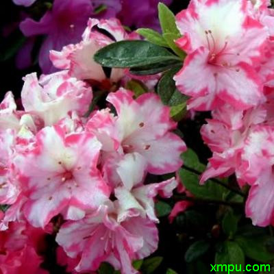 杜鹃花