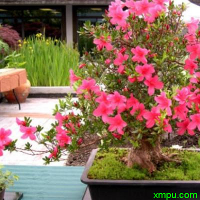 杜鹃花1