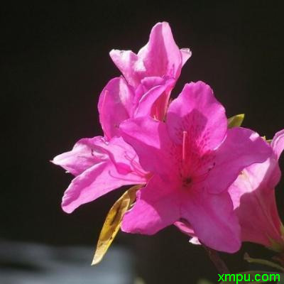 杜鹃花3