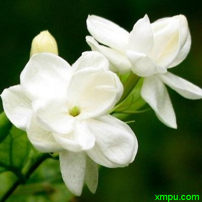 茉莉花