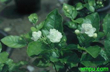 茉莉花 白色