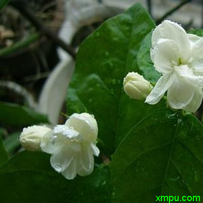 茉莉花 家养