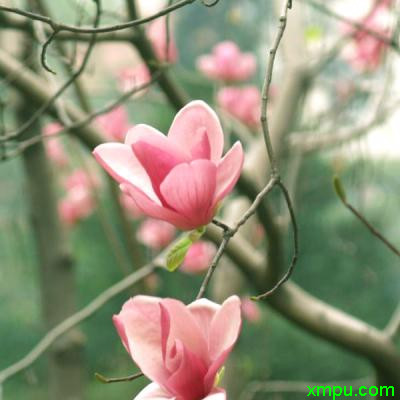 阿娜