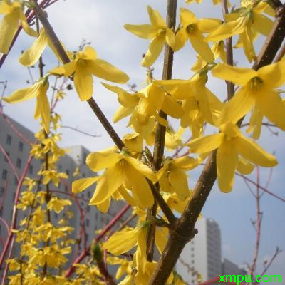 黄色花