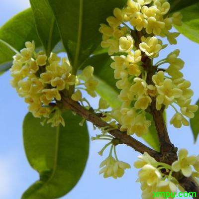桂花 枝头