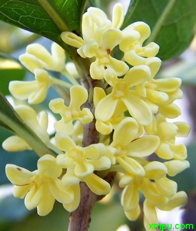 桂花