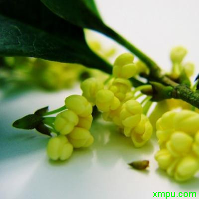 桂花黄色