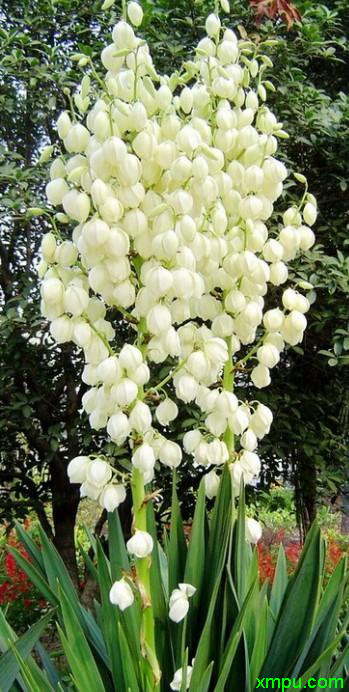 花