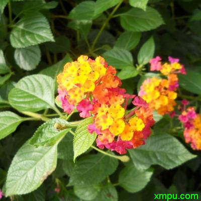 花卉