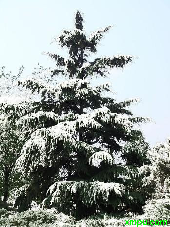 雪景