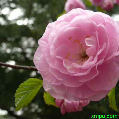 a花