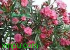 0e655ca7497c8cadd14358ac