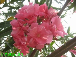 5af4d7ead725b7ebd439c901