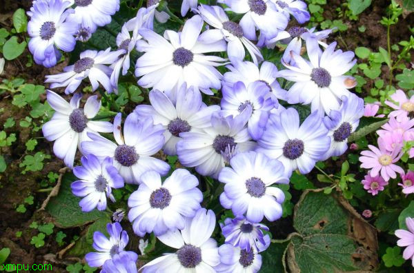 瓜叶菊:【应用价值】