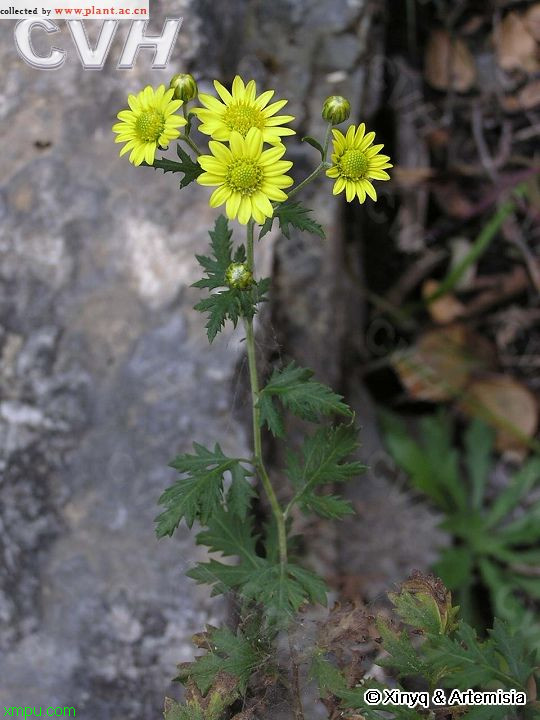 甘菊:《中草药介绍》
