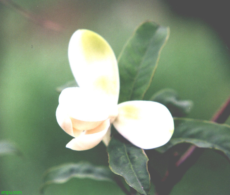 木兰花:二：药物“木兰花”
