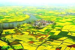 新华社照片，汉中（陕西），2007年3月30日
    汉中花海
   汉中盆地油菜花盛开的景象（3月30日摄）。
    地处秦巴山区的陕西省汉中市，有112万亩油菜花，年产油料14．4万吨。每年春天，盛开的油菜花与镶嵌其间的麦苗及青山绿水相互掩映，构成汉中盆地一道亮丽的风景线。
    新华社记者陶明摄
