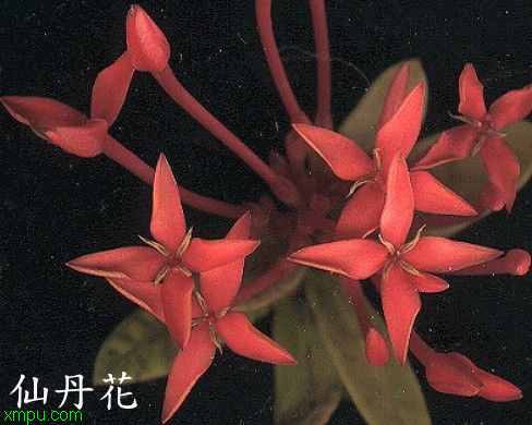 仙丹花:文化