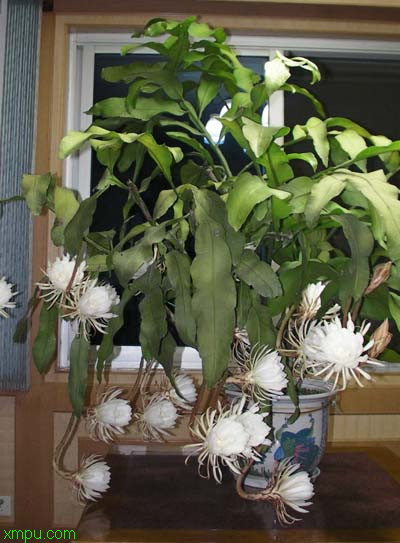 昙花:昙花传说