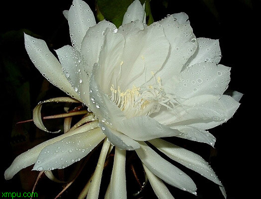 昙花:昙花传说